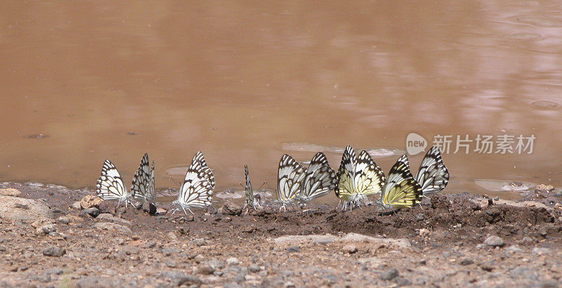 蝴蝶，贝伦诺瓦，肯尼亚Bogoria NP湖